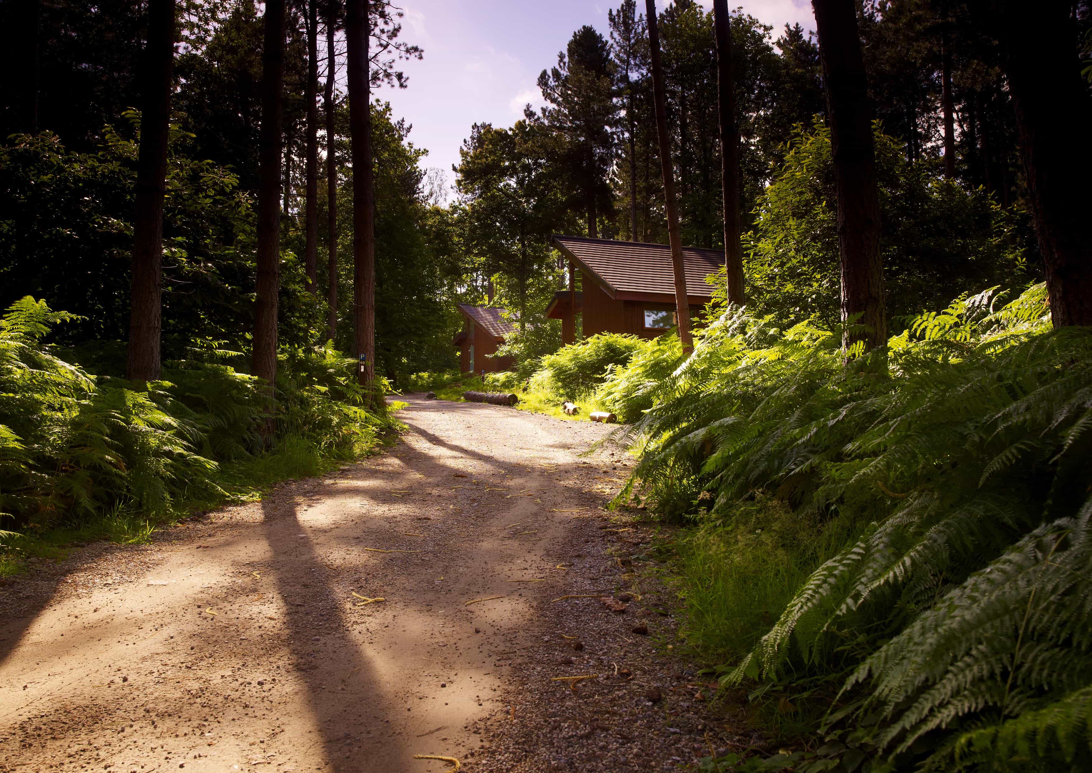 Walks and trails at Glentress Forest, Peebles