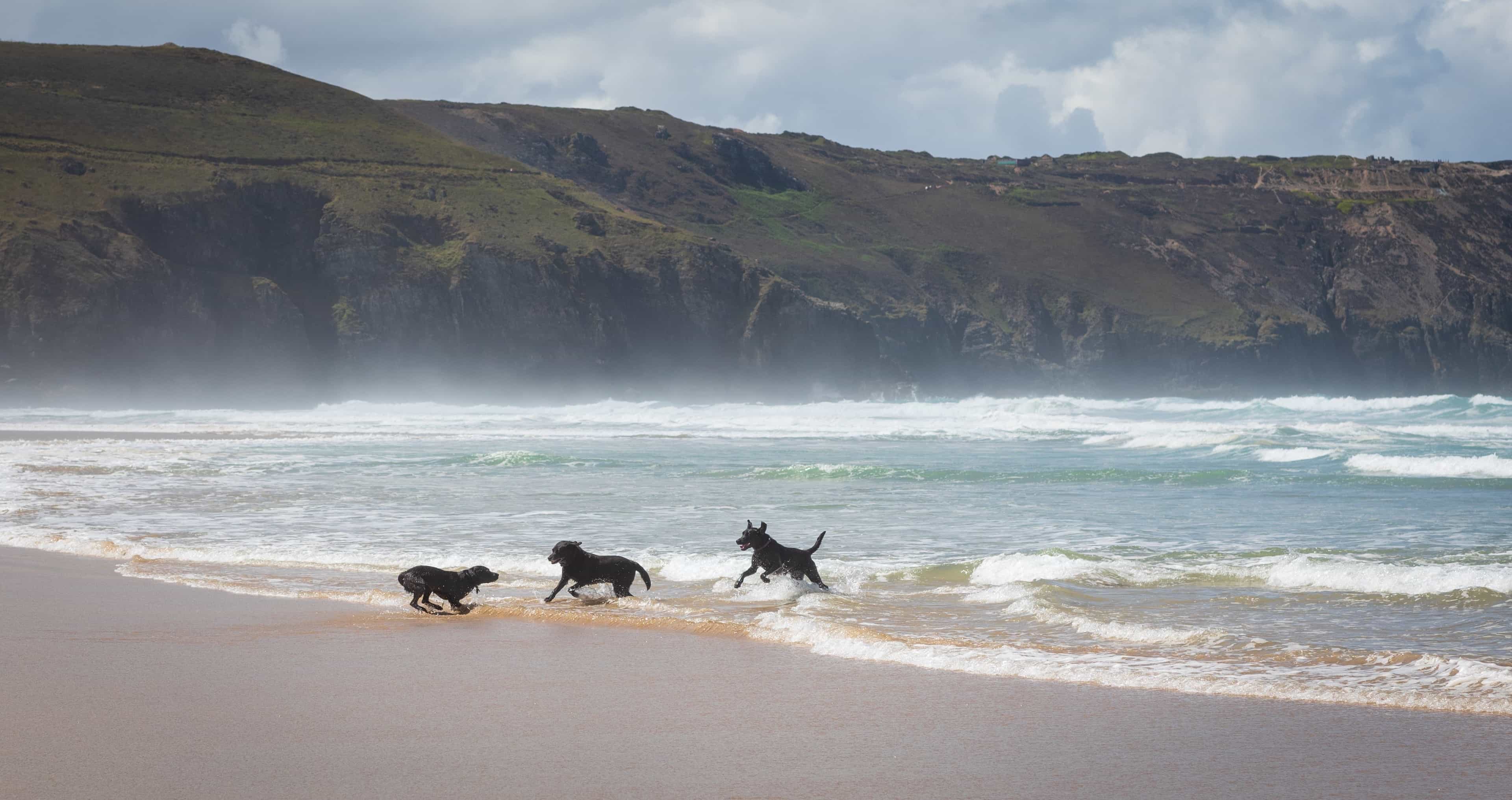 A guide to dog friendly beaches in Cornwall