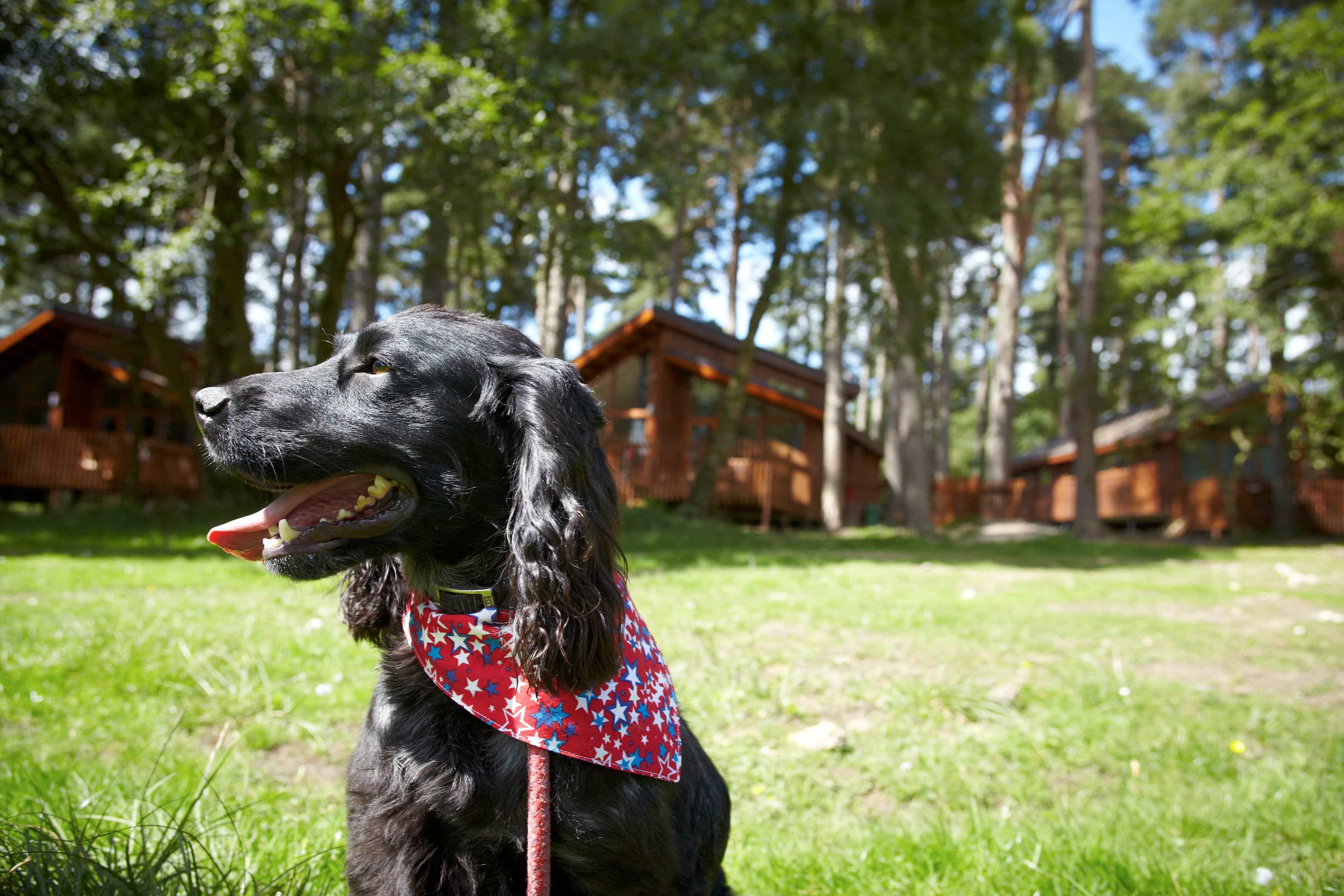 Top tips for taking your dog on holiday